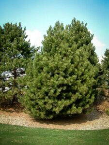 Сосна Чёрная (Pinus Nigra) купить по цене от 270.00р. в интернет-магазине «Посадика» с доставкой почтой в в Котельниче и по всей России – [изображение №1].