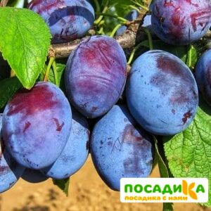 Слива Чачакская ранняя купить по цене от 229.00р. в интернет-магазине «Посадика» с доставкой почтой в в Котельниче и по всей России – [изображение №1].