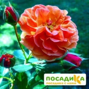 Роза Арабия купить по цене от 350.00р. в интернет-магазине «Посадика» с доставкой почтой в в Котельниче и по всей России – [изображение №1].