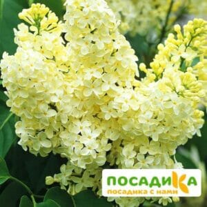 Сирень Примроуз (Primrose) купить по цене от 529.00р. в интернет-магазине «Посадика» с доставкой почтой в в Котельниче и по всей России – [изображение №1].