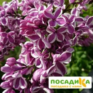 Сирень Сенсация купить по цене от 529.00р. в интернет-магазине «Посадика» с доставкой почтой в в Котельниче и по всей России – [изображение №1].