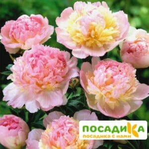 Пион Распберри Сандей (Paeonia Raspberry Sundae) купить по цене от 959р. в интернет-магазине «Посадика» с доставкой почтой в в Котельниче и по всей России – [изображение №1].