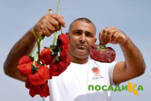 Клубника Гигант Джорнея купить по цене от 266р. в интернет-магазине «Посадика» с доставкой почтой в в Котельниче и по всей России – [изображение №1].