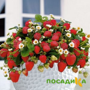 Клубника Рубиновый Шепот (горшечная) купить по цене от 240р. в интернет-магазине «Посадика» с доставкой почтой в в Котельниче и по всей России – [изображение №1].