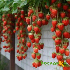 Клубника вьющаяся Комплимент купить по цене от 470р. в интернет-магазине «Посадика» с доставкой почтой в в Котельниче и по всей России – [изображение №1].