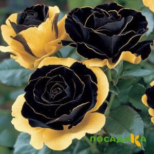 Роза Ханни Сикл купить по цене от 700р. в интернет-магазине «Посадика» с доставкой почтой в в Котельниче и по всей России – [изображение №1].