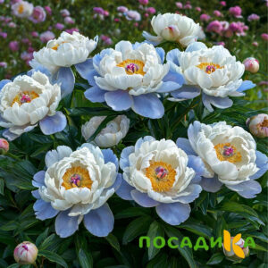 Пион акварельный Этюд купить по цене от 806р. в интернет-магазине «Посадика» с доставкой почтой в в Котельниче и по всей России – [изображение №1].