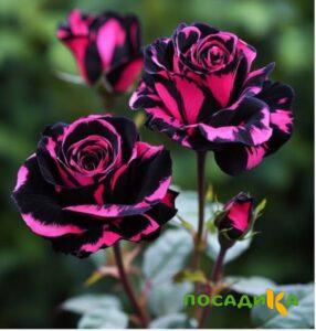Роза Багровый Шепот купить по цене от 366р. в интернет-магазине «Посадика» с доставкой почтой в в Котельниче и по всей России – [изображение №1].