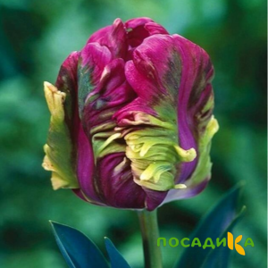 Тюльпан Экзотик Хэвен купить по цене от 186р. в интернет-магазине «Посадика» с доставкой почтой в в Котельниче и по всей России – [изображение №1].