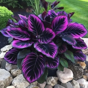 Хоста Люминоза купить по цене от 450р. в интернет-магазине «Посадика» с доставкой почтой в в Котельниче и по всей России – [изображение №1].