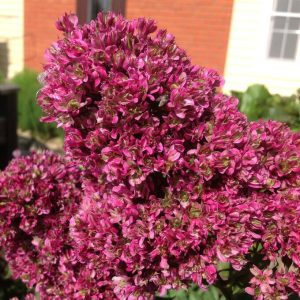 Флокс Филингс купить по цене от 329р. в интернет-магазине «Посадика» с доставкой почтой в в Котельниче и по всей России – [изображение №1].