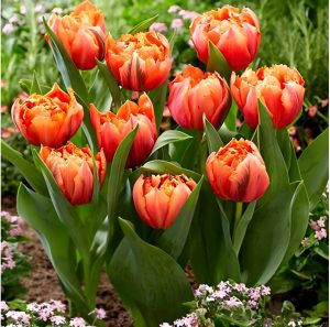 Тюльпан Гудошник Дабл купить по цене от 185р. в интернет-магазине «Посадика» с доставкой почтой в в Котельниче и по всей России – [изображение №1].