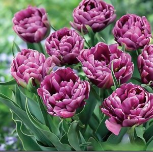 Тюльпан Айс Крим купить по цене от 430р. в интернет-магазине «Посадика» с доставкой почтой в в Котельниче и по всей России – [изображение №1].