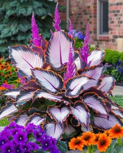 Хоста Кримэн Дрим купить по цене от 549р. в интернет-магазине «Посадика» с доставкой почтой в в Котельниче и по всей России – [изображение №1].