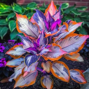 Хоста Эмеральд Тиара купить по цене от 602р. в интернет-магазине «Посадика» с доставкой почтой в в Котельниче и по всей России – [изображение №1].