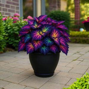 Хоста Фрости Блю купить по цене от 389р. в интернет-магазине «Посадика» с доставкой почтой в в Котельниче и по всей России – [изображение №1].