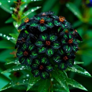 Флокс Ривьера купить по цене от 299р. в интернет-магазине «Посадика» с доставкой почтой в в Котельниче и по всей России – [изображение №1].