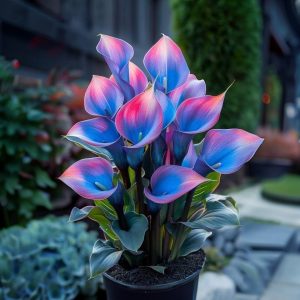 Калла Импрессия купить по цене от 590р. в интернет-магазине «Посадика» с доставкой почтой в в Котельниче и по всей России – [изображение №1].