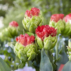 Тюльпан Бычий Глаз купить по цене от 275р. в интернет-магазине «Посадика» с доставкой почтой в в Котельниче и по всей России – [изображение №1].