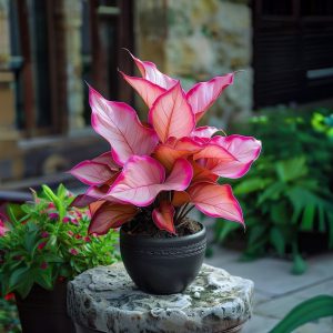 Хоста Розовая Симфония купить по цене от 800р. в интернет-магазине «Посадика» с доставкой почтой в в Котельниче и по всей России – [изображение №1].