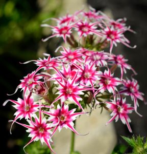 Флокс Метельчатый Путь купить по цене от 456р. в интернет-магазине «Посадика» с доставкой почтой в в Котельниче и по всей России – [изображение №1].