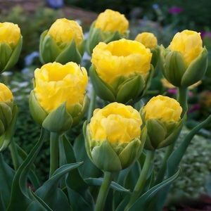 Тюльпан махровый Ванила Коп купить по цене от 159р. в интернет-магазине «Посадика» с доставкой почтой в в Котельниче и по всей России – [изображение №1].