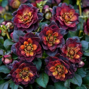 Морозник Сноу Дроп купить по цене от 348р. в интернет-магазине «Посадика» с доставкой почтой в в Котельниче и по всей России – [изображение №1].