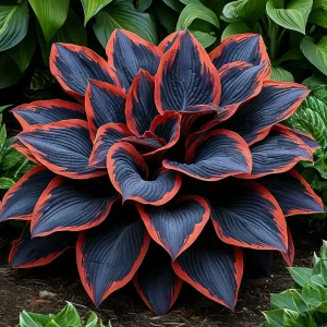 Хоста Солнечный Агат купить по цене от 440р. в интернет-магазине «Посадика» с доставкой почтой в в Котельниче и по всей России – [изображение №1].