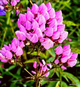 Флокс Бутоник купить по цене от 461р. в интернет-магазине «Посадика» с доставкой почтой в в Котельниче и по всей России – [изображение №1].