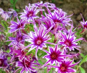 Флокс Звездное Кружево купить по цене от 361р. в интернет-магазине «Посадика» с доставкой почтой в в Котельниче и по всей России – [изображение №1].