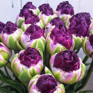 Тюльпан Анаконда купить по цене от 450р. в интернет-магазине «Посадика» с доставкой почтой в в Котельниче и по всей России – [изображение №1].