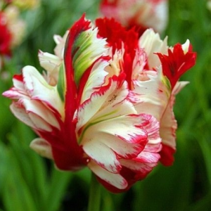 Тюльпан Эстелла Рижнвельд купить по цене от 500р. в интернет-магазине «Посадика» с доставкой почтой в в Котельниче и по всей России – [изображение №1].