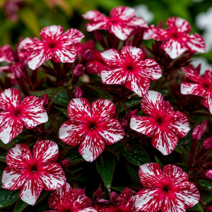 Флокс Ливер Гриммер купить по цене от 590р. в интернет-магазине «Посадика» с доставкой почтой в в Котельниче и по всей России – [изображение №1].