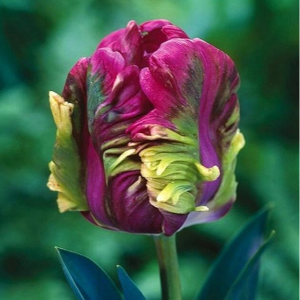 Тюльпан Экзотик Хэвен купить по цене от 186р. в интернет-магазине «Посадика» с доставкой почтой в в Котельниче и по всей России – [изображение №1].