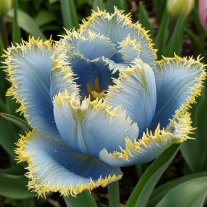 Тюльпан Махровый Амплуа купить по цене от 199р. в интернет-магазине «Посадика» с доставкой почтой в в Котельниче и по всей России – [изображение №1].