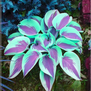 Хоста Висперин Бьюти купить по цене от 379р. в интернет-магазине «Посадика» с доставкой почтой в в Котельниче и по всей России – [изображение №1].