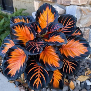 Хоста Сикрет Форест купить по цене от 601р. в интернет-магазине «Посадика» с доставкой почтой в в Котельниче и по всей России – [изображение №1].