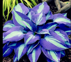 Хоста Аурелия купить по цене от 450р. в интернет-магазине «Посадика» с доставкой почтой в в Котельниче и по всей России – [изображение №1].