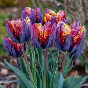 Тюльпан Опал Дрим купить по цене от 207р. в интернет-магазине «Посадика» с доставкой почтой в в Котельниче и по всей России – [изображение №1].